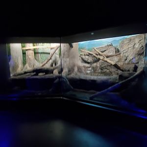 Aug. 2019 - Night Hunters (Lights On) - Clouded Leopard Exhibit (Former Bearcat)