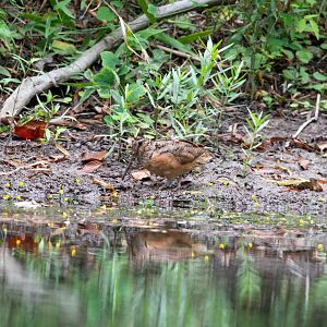 American Woodcock- Scolopax minor