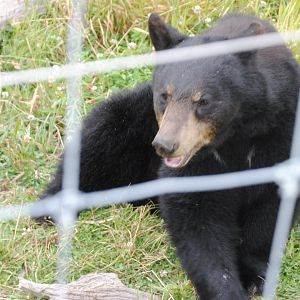 American Black Bear