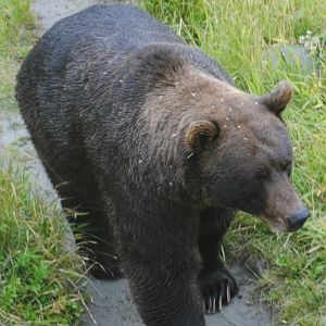 Brown Bear