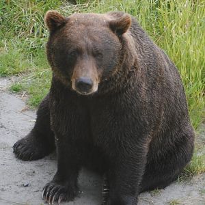 Brown Bear