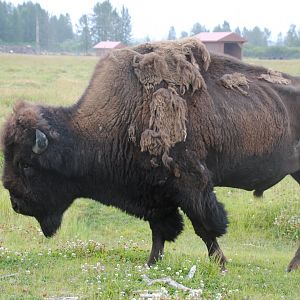 Wood Bison