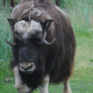 Musk Ox