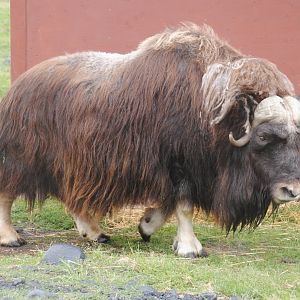 Musk Ox