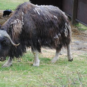 Musk Ox