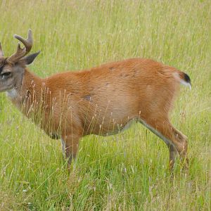 Sitka Blacktail Deer