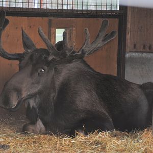 Alaskan Moose