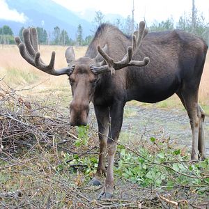 Alaskan Moose
