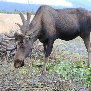 Alaskan Moose