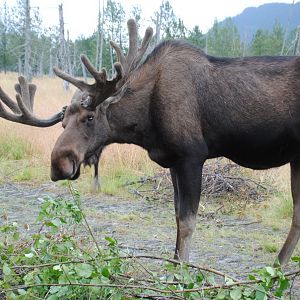 Alaskan Moose