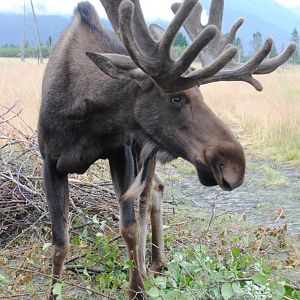 Alaskan Moose