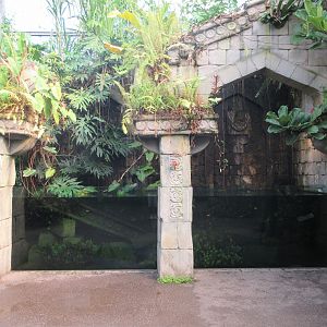 African Dwarf Crocodile Exhibit