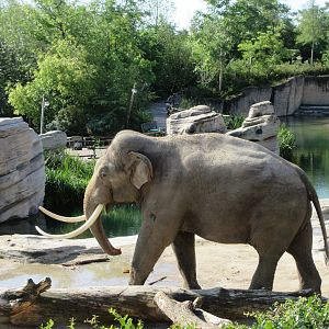 Asian Elephant
