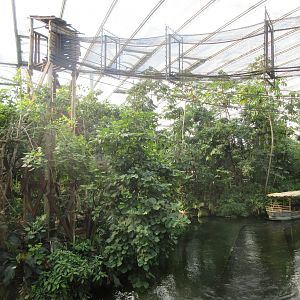 Colombian Spider Monkey Exhibit