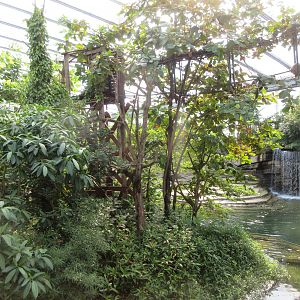 White-handed Gibbon Exhibit