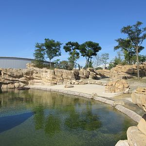 Common Hippo Exhibit