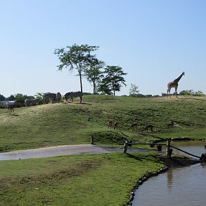 African Savanna