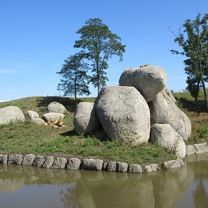 African Lion Exhibit