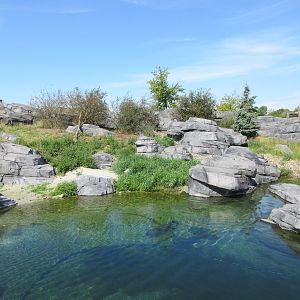 Harbour Seal Exhibit