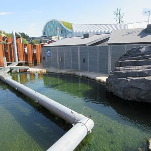 California Sea Lion Exhibit