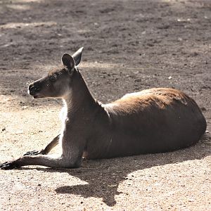 Western grey kangaroo - male