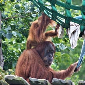 Sumatran orangutang - Female with young