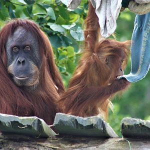 Sumatran orangutang - Female with young