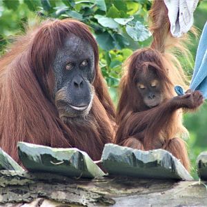Sumatran orangutang - Female with young