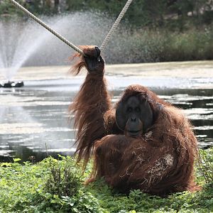 Sumatran orangutang - male