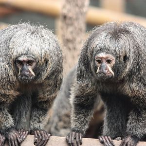 White-faced saki - Females
