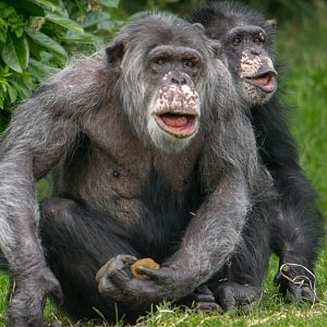 Chimps at Chester