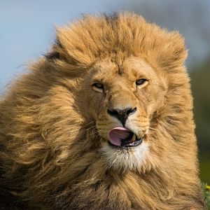Simba - Yorkshire Wildlife Park