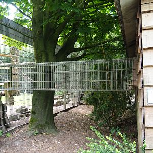 Access to outdoor exhibit for black-capped capuchins and ring-tailed coatis, 2019-05-25