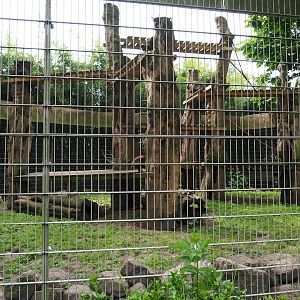Black-capped capuchin and Ring-tailed coati exhibit, 2019-05-25