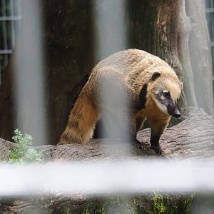 Ring-tailed coati (Nasua nasua), 2019-05-25