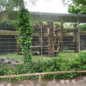 Black-capped capuchin and Ring-tailed coati exhibit, 2019-05-25