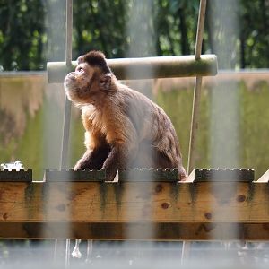 Black-capped capuchin (Sapajus apella), 2019-05-25