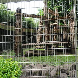 Black-capped capuchin and Ring-tailed coati exhibit, 2019-05-25