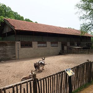 Miniature donkey paddock, 2019-05-25