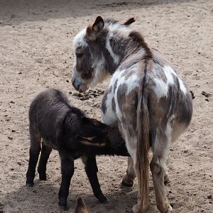 Miniature donkey mother and foal (Equus africanus asinus), 2019-05-25