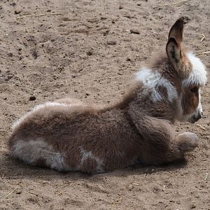 Miniature donkey foal (Equus africanus asinus), 2019-05-25