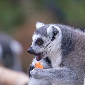 Lemur - Twycross