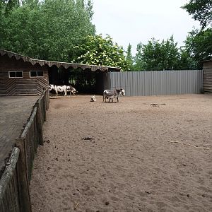 Miniature donkey paddock, 2019-05-25