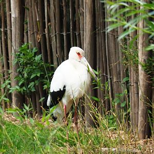 Maguari stork (Ciconia maguari), 2019-05-25