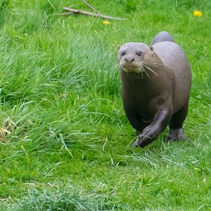 Giant Otter