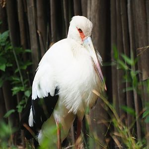 Maguari stork (Ciconia maguari), 2019-05-25
