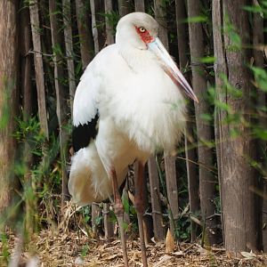 Maguari stork (Ciconia maguari), 2019-05-25