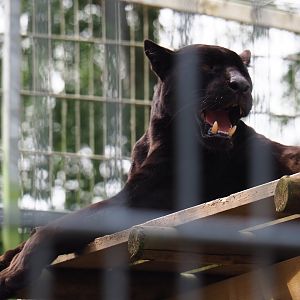 Black jaguar (Panthera onca), 2019-05-25