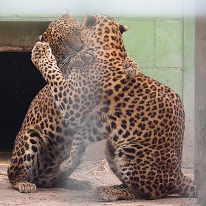 Sri Lankan leopards (Panthera pardus kotiya) fighting, 2019-05-25