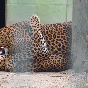 Sri Lankan leopards (Panthera pardus kotiya) fighting, 2019-05-25